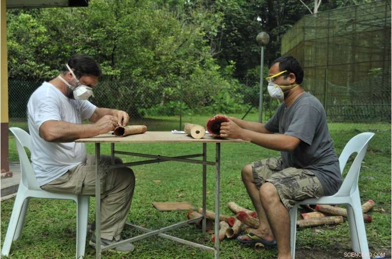 Tracking Illegal Ivory Trafficking: DNA Analysis Reveals Smuggling Routes