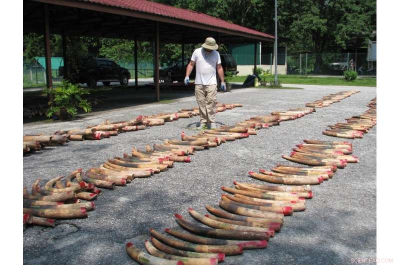 Tracking Illegal Ivory Trafficking: DNA Analysis Reveals Smuggling Routes