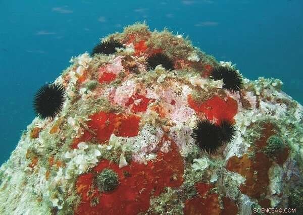 Mediterranean Sea Urchin Populations: Genomic Insights into Climate Resilience