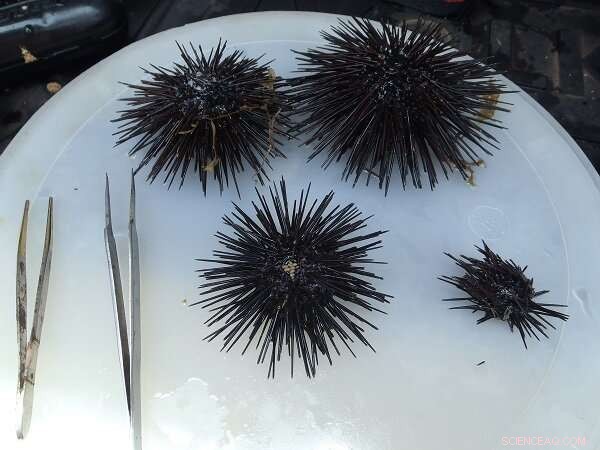 Mediterranean Sea Urchin Populations: Genomic Insights into Climate Resilience