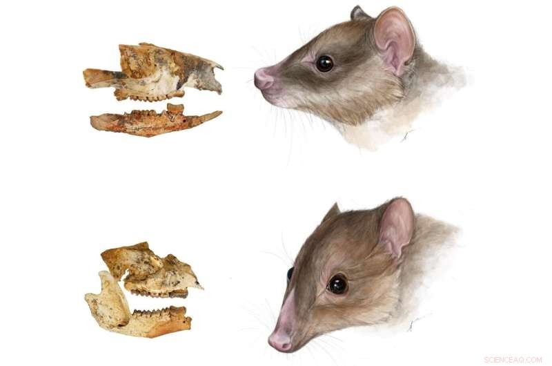 Fossil Discovery Reveals Multiple Evolutionary Shifts in Kangaroo Diets