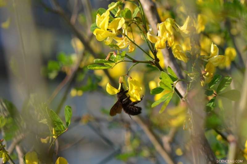 Urban Beekeeping: Impact on Wild Bees in Swiss Cities - WSL Study