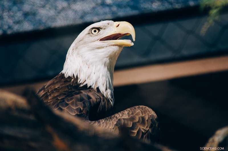 Lead Poisoning Threatens Bald Eagles: Can Copper Bullets Offer a Solution?