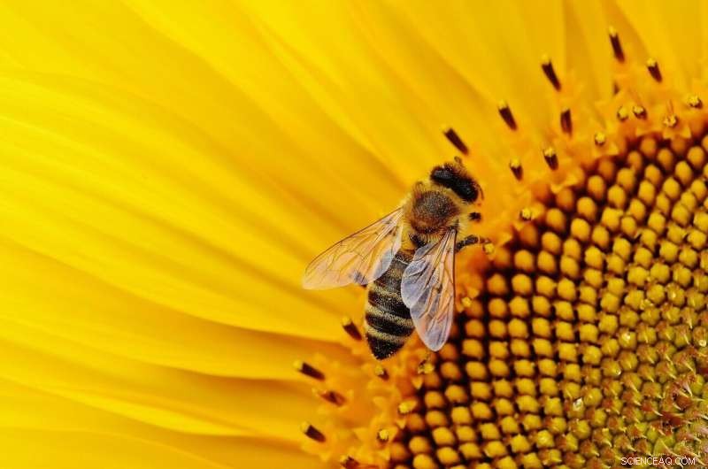 Protecting Wild Pollinators: Habitat Loss and How to Help