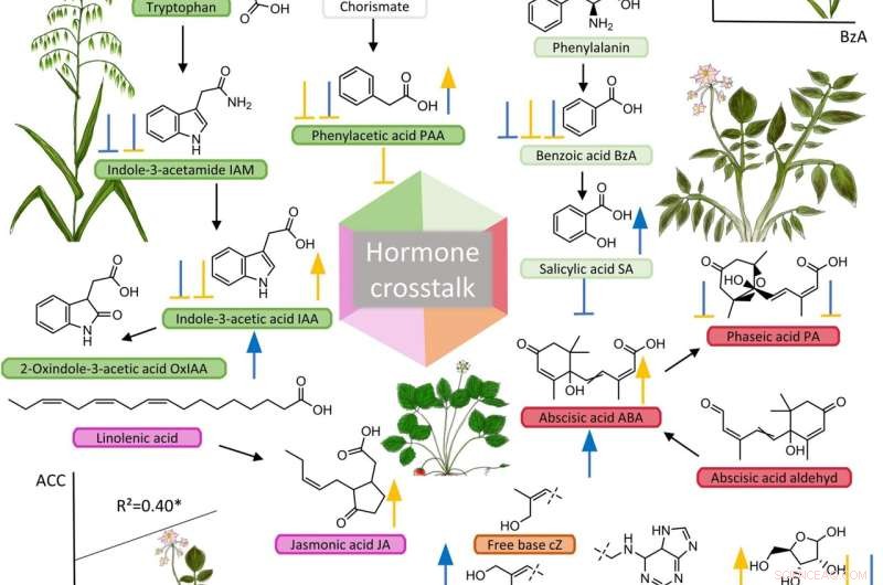 Impact of Herbicide Residues on Plant Hormone Levels in Soil