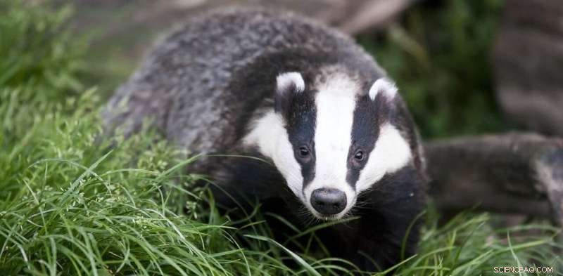 Protecting Badgers: Understanding and Combating Animal Cruelty