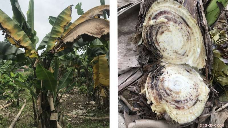 Fusarium Threatens Banana Crops in Northern Vietnam