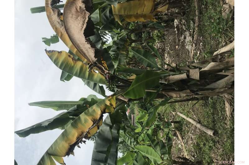 Fusarium Threatens Banana Crops in Northern Vietnam