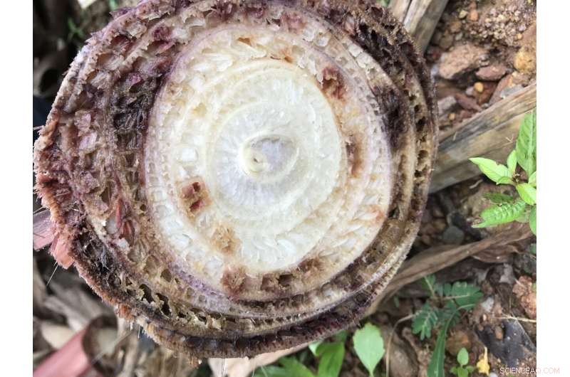 Fusarium Threatens Banana Crops in Northern Vietnam