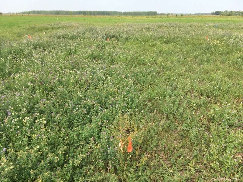 Struvite Fertilizer: A Sustainable Phosphorus Source for Crop Growth