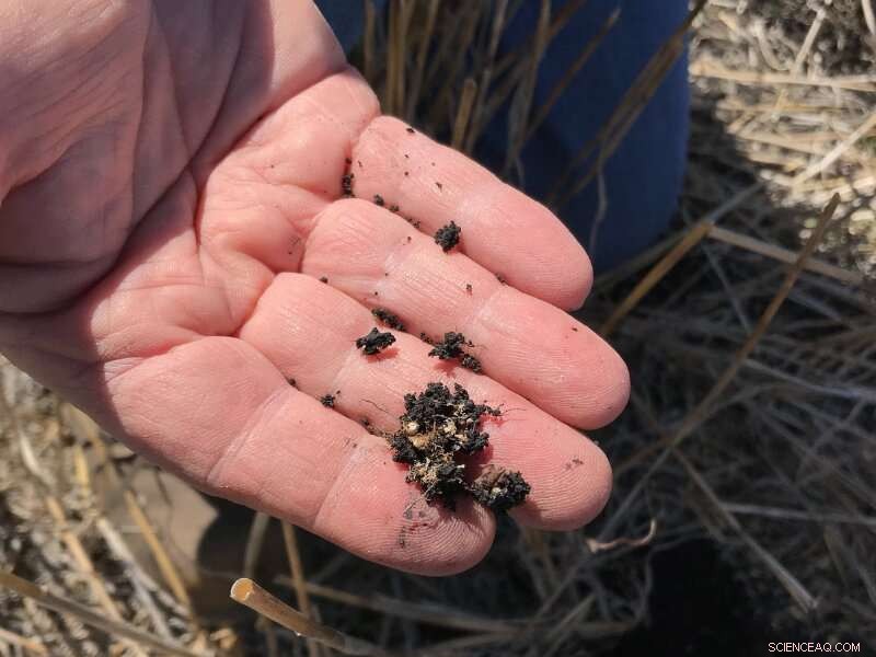 Struvite Fertilizer: A Sustainable Phosphorus Source for Crop Growth