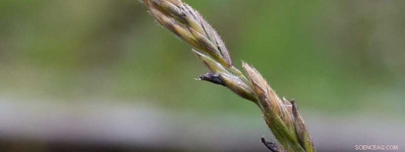 Ergot Disease: A Surprising Defense Mechanism Against Pests