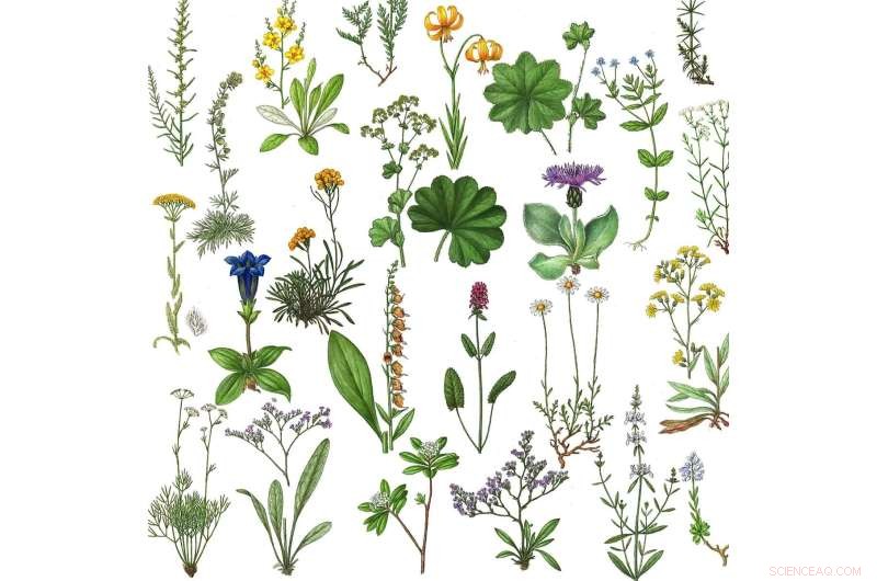 European Plant Conservation: 7-9% of Vascular Plants Globally Threatened