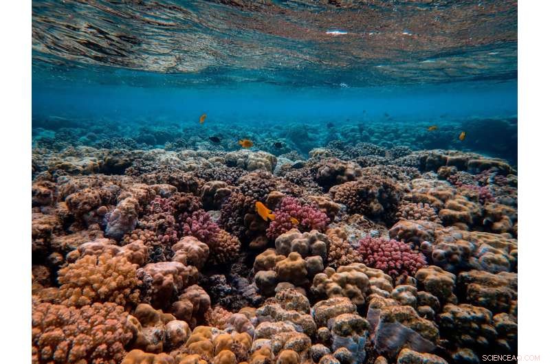 How Removing Seaweed Boosts Coral Reef Recovery