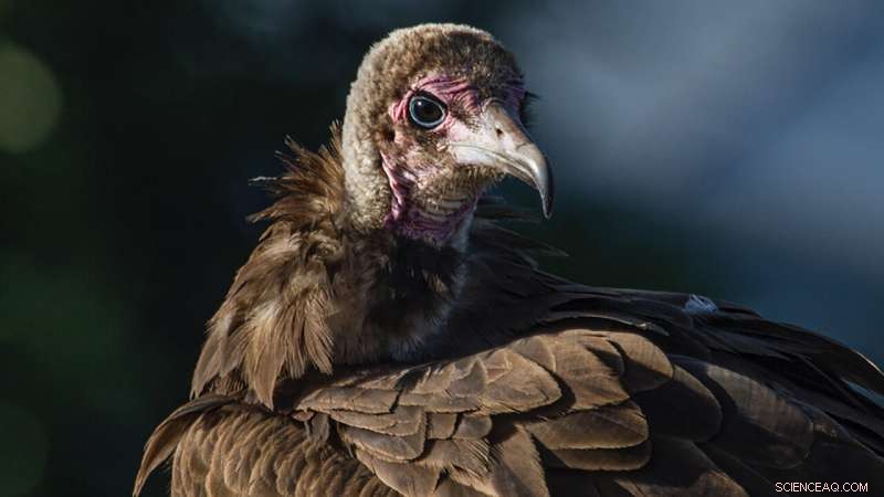 Ecological Shift: Declining Vultures & Rising Dog Populations Increase Disease Risks