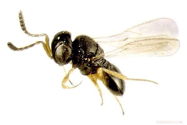 Telenomus remus: A Natural Solution for Fall Armyworm Control