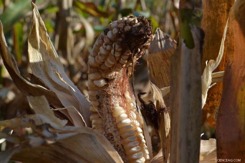 Telenomus remus: A Natural Solution for Fall Armyworm Control