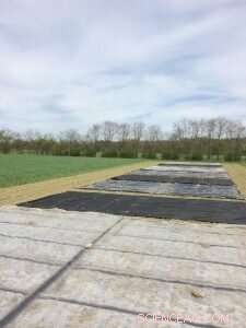 Tarping for Weed & Soil Management on Northeast Farms - University of Maine