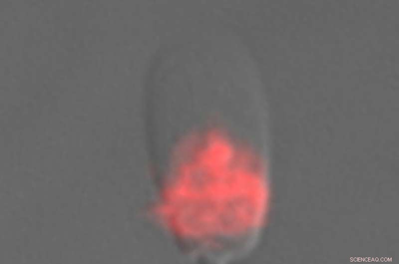 Porcine Sperm Protein AWN: Novel Binding Insights and Role in Fertilization