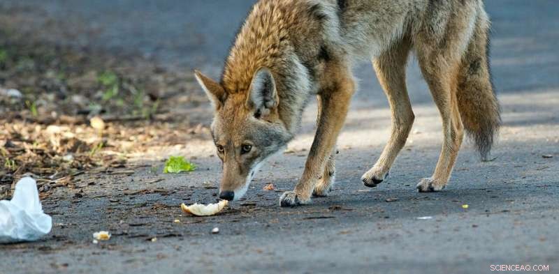 Coyote Safety: Understanding and Respecting Coyote Boundaries