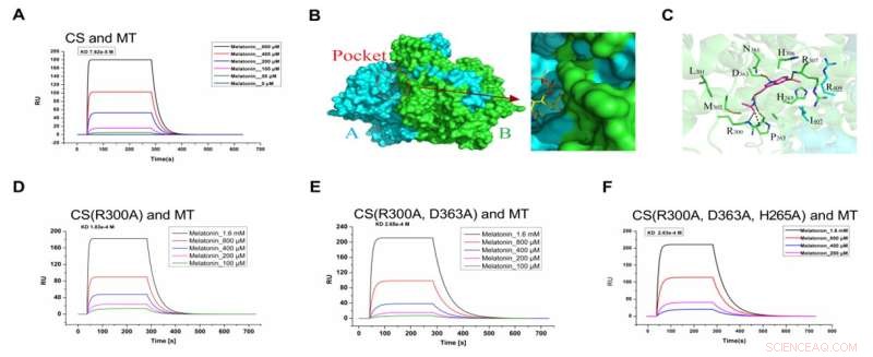 Melatonin s Citrate Synthase Inhibition of Gram-Negative Bacteria
