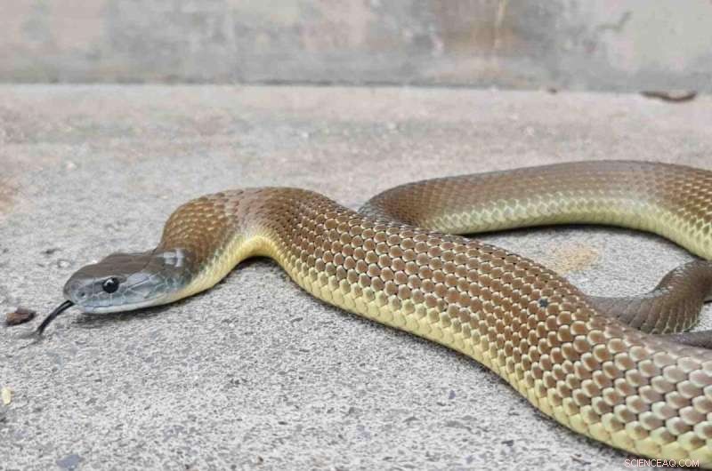 Ancient Origins of Australian Snakes: Sea Dispersal Confirmed
