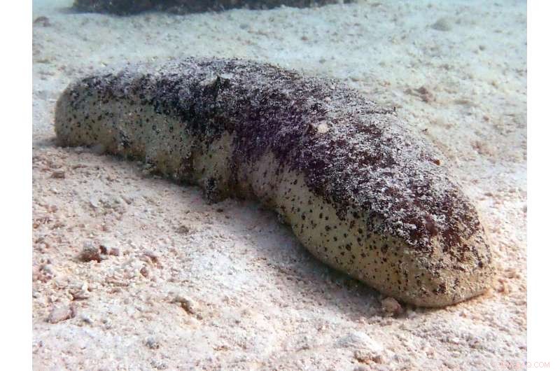 Protecting Tropical Sea Cucumbers in the Great Barrier Reef