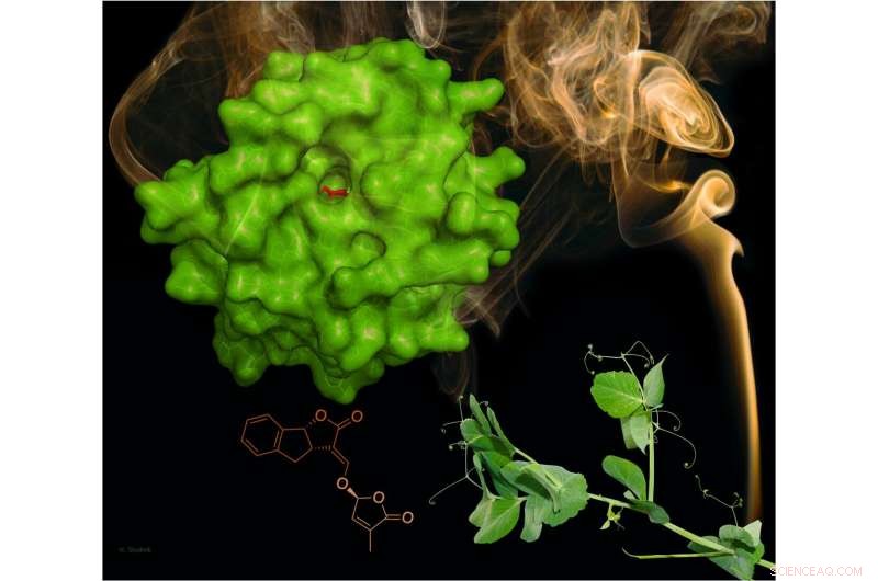 Plant-Based Smoke Detectors: A Novel Approach to Hormone Sensing