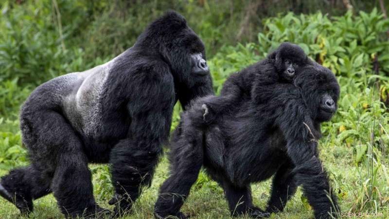 COVID-19 s Unexpected Benefit: Improved Health for Mountain Gorillas