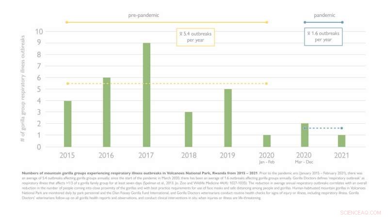 COVID-19 s Unexpected Benefit: Improved Health for Mountain Gorillas