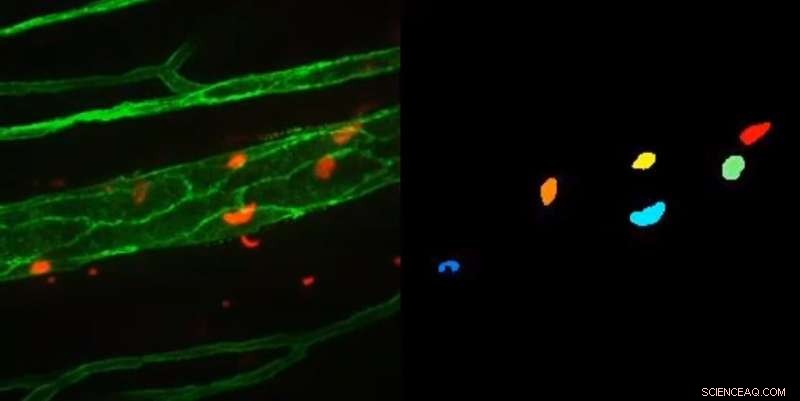 AI-Powered Cell Segmentation System for Microscopy Analysis