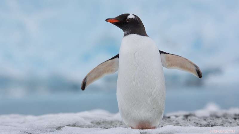 How Penguin Poop Reveals Climate Change Impacts