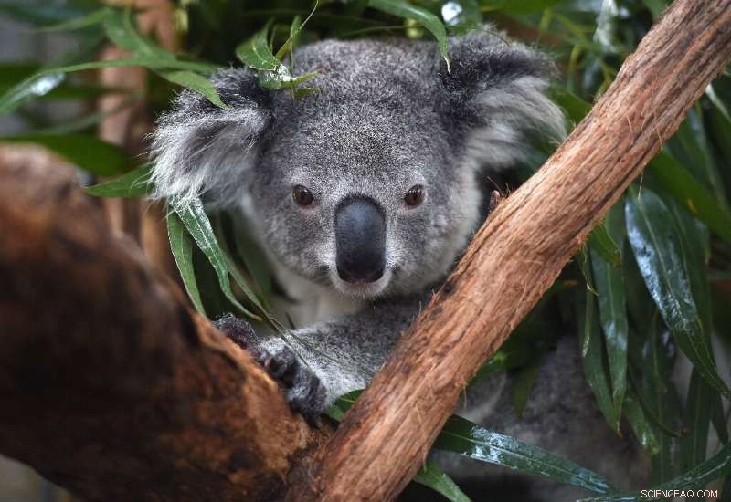 Koala Populations Plummeting: Australia Declares Endangered Status