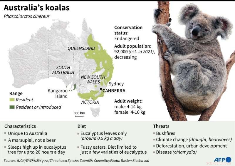 Koala Populations Plummeting: Australia Declares Endangered Status
