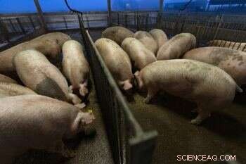 Arginine & Creatine Boost Pig Birth Weight: Research Findings