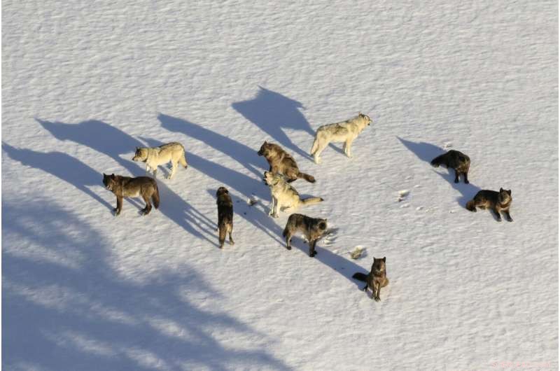 Federal Court Reinstates Wolf Protections Across Much of the US