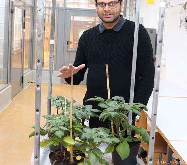 Eco-Friendly Approach Shows Promise in Combating Potato Late Blight