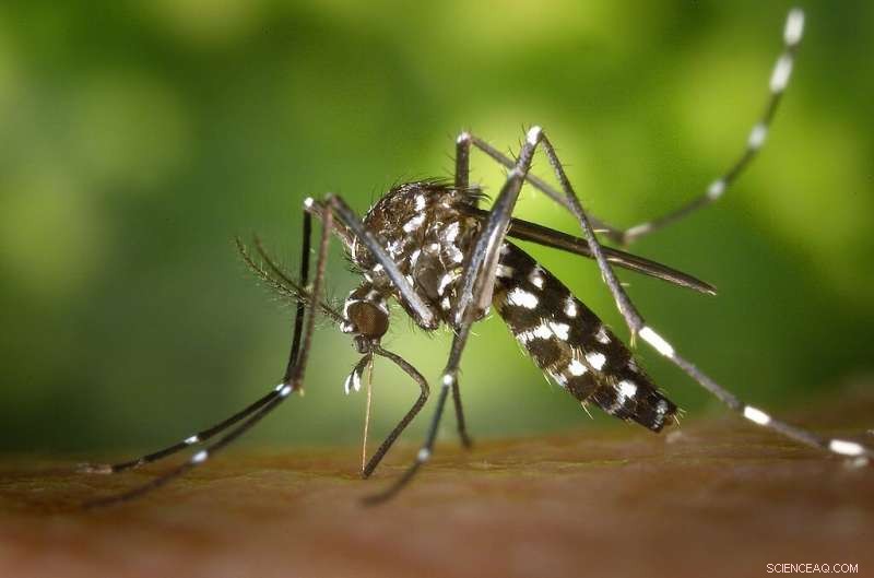 Invasive Mosquito Species Detected in Iowa – Is Your County Affected?