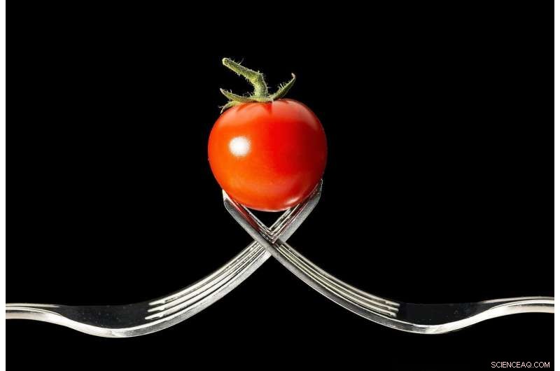 Haplotype Analysis Reveals Genetic Insights into Tomato Fruit Weight and Composition
