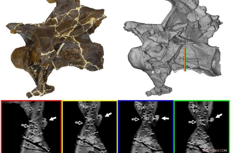 Dinosaur Respiratory Infection: New Evidence from Fossil Analysis