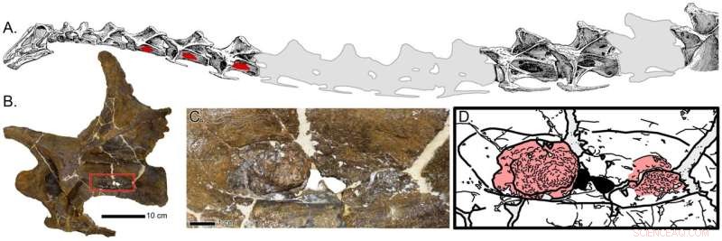 Dinosaur Respiratory Infection: New Evidence from Fossil Analysis