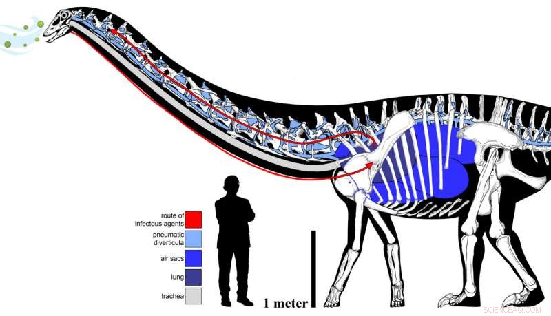Dinosaur Respiratory Infection: New Evidence from Fossil Analysis