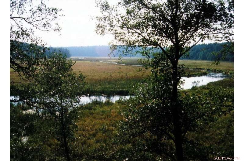 Black Death Mortality: New Evidence Challenges Historical Estimates