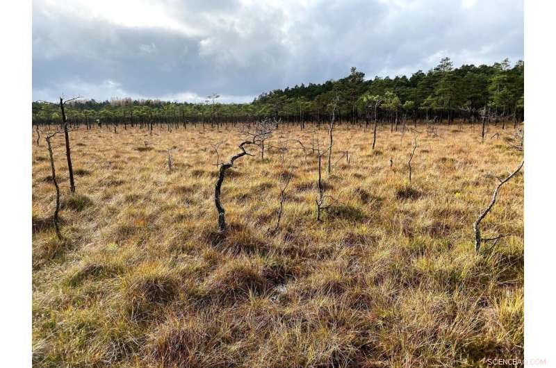 Black Death Mortality: New Evidence Challenges Historical Estimates