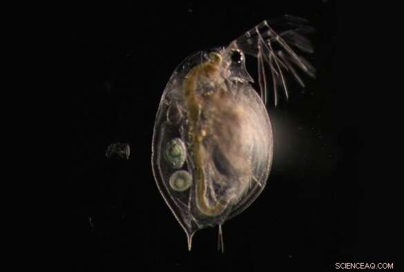 Pollution s Legacy: Epigenetic Effects Persist Through Generations in Water Fleas