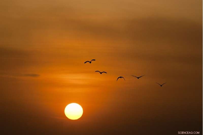 Cognitive Advantage: Brain Size May Help Birds Adapt to Climate Change