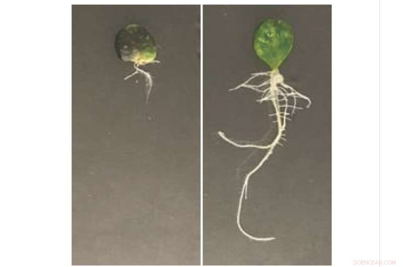 Plant Regeneration: Scientists Discover Novel Methods for Repairing Damaged Plants