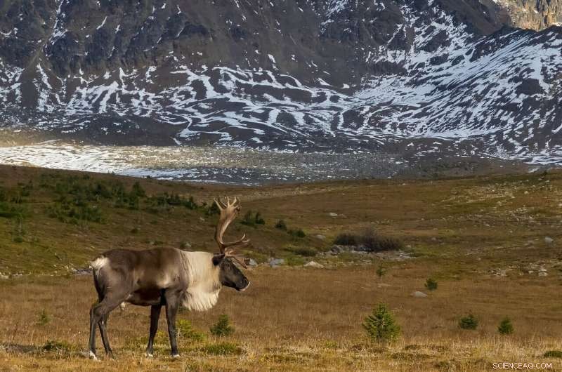 Genetic Factors Driving Caribou Migration Patterns in Rocky Mountains
