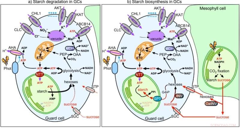 Guard Cell Chloroplasts: Energy Production & Photosynthesis - A Deep Dive