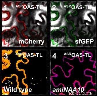 Protein Longevity in Plants: New Cellular Mechanism Discovered